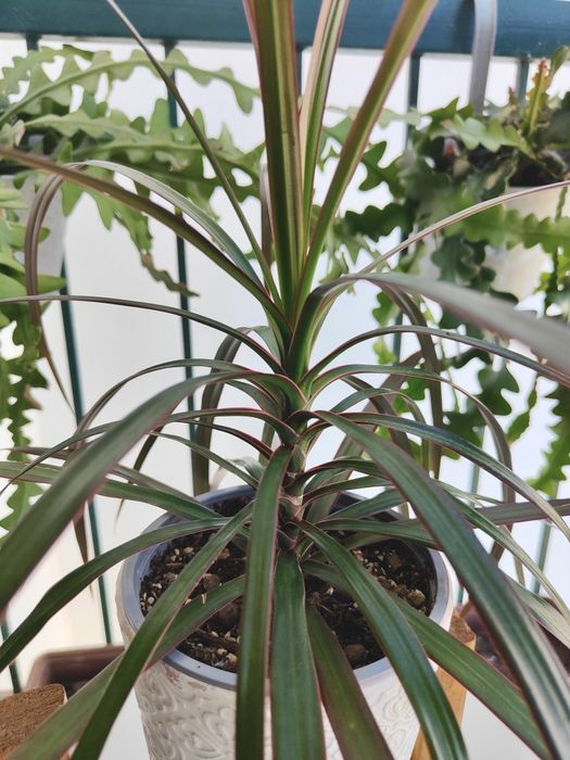 Dracena marginata // planta interior