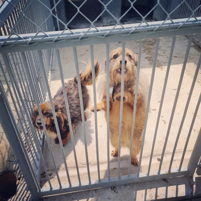 Poszukiwane domy tymczasowe. Pomóż im opuścić betonowe boksy.