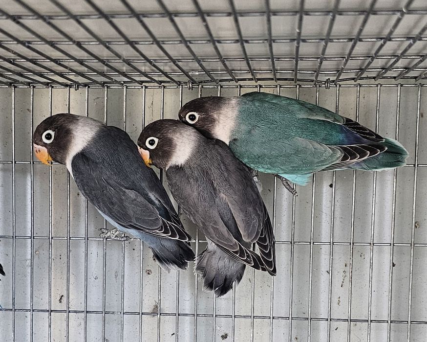 agapornis ficher e personatas