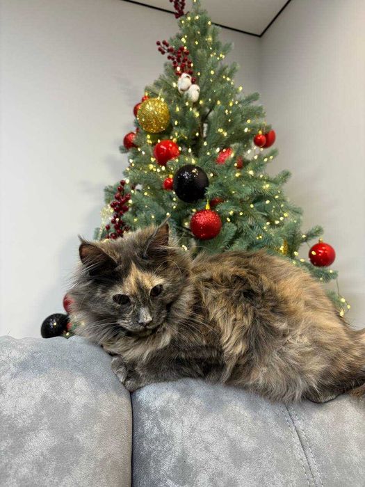 Черепахова дівчинка мейн-кун WCF • ніжна