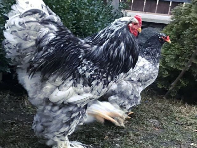 Інкубаційне яйце. Курчата, Брама спліш, золото.