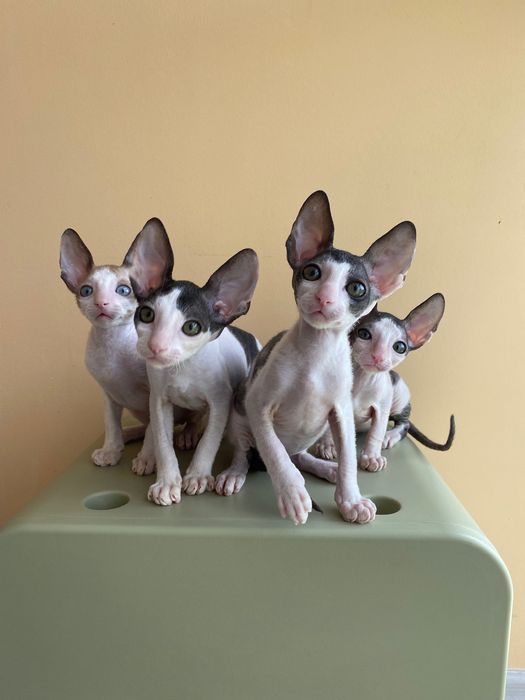 Корніш Рекси кошенята