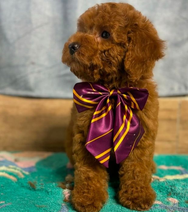 Чудовий хлопчик той пудель,