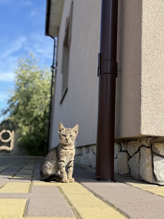 Віддамо в добрі руки котика ( хлопчик )