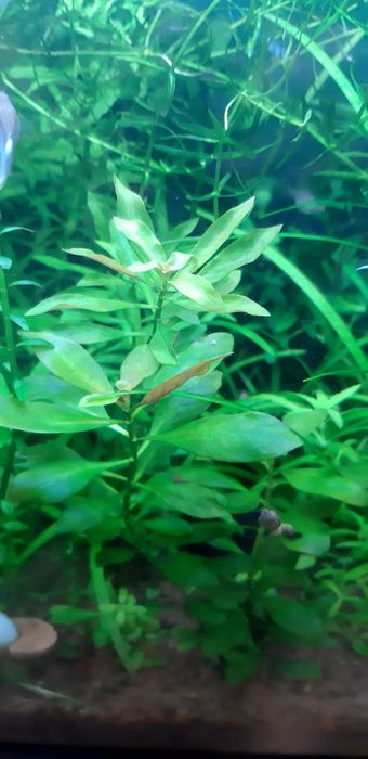 Lote plantas aquario