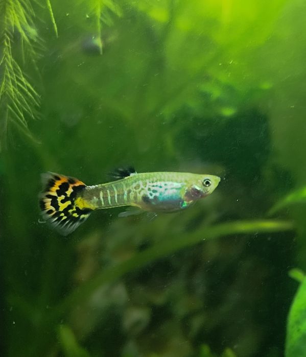 Guppies  criação