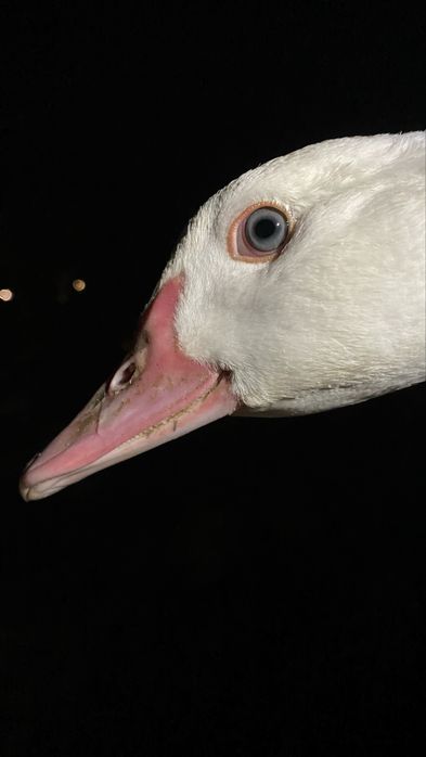 Patos-mudos (de olhos azuis!)
