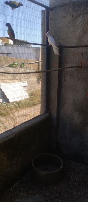 Caturras várias cores