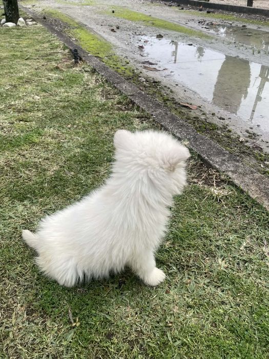 Husky siberiano femea