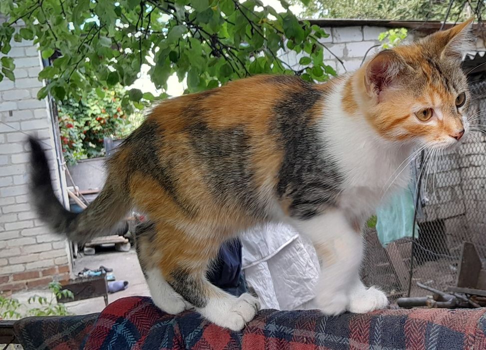 Кошенята в дбайливі руки
