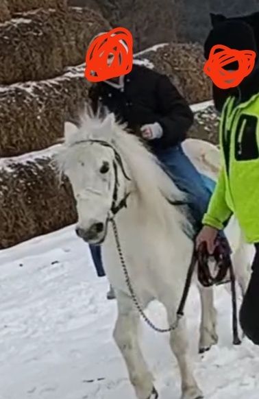 Klaczka konik kuc