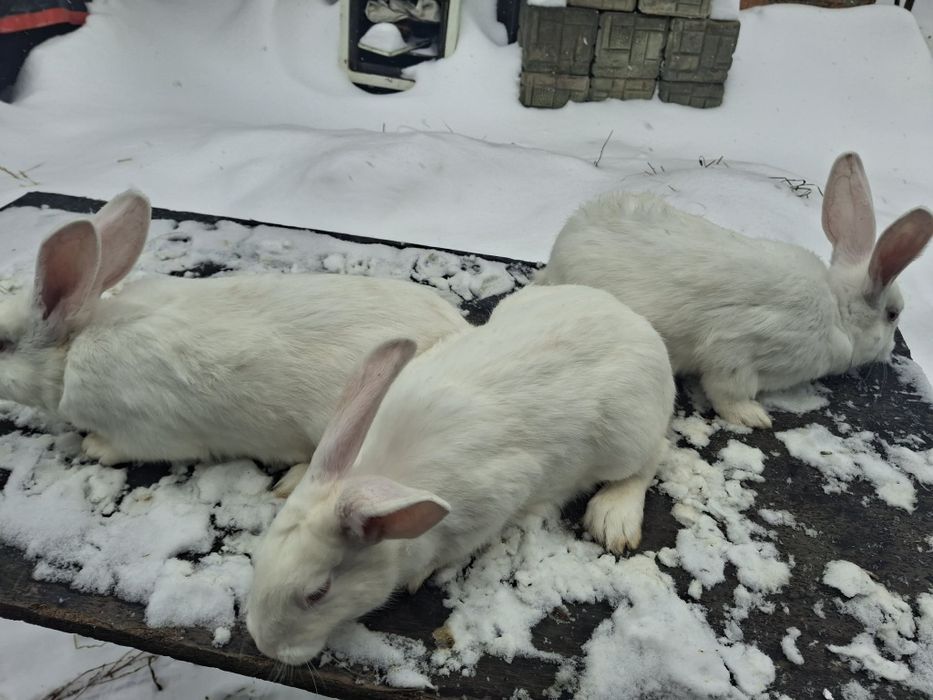 Продам кролі самки самці