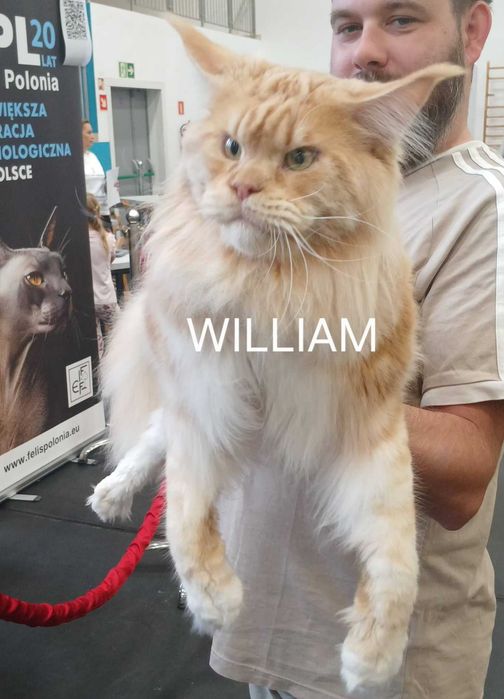 Srebrzysta szylkretka Maine Coon TITINA Bratnia Dusza *PL