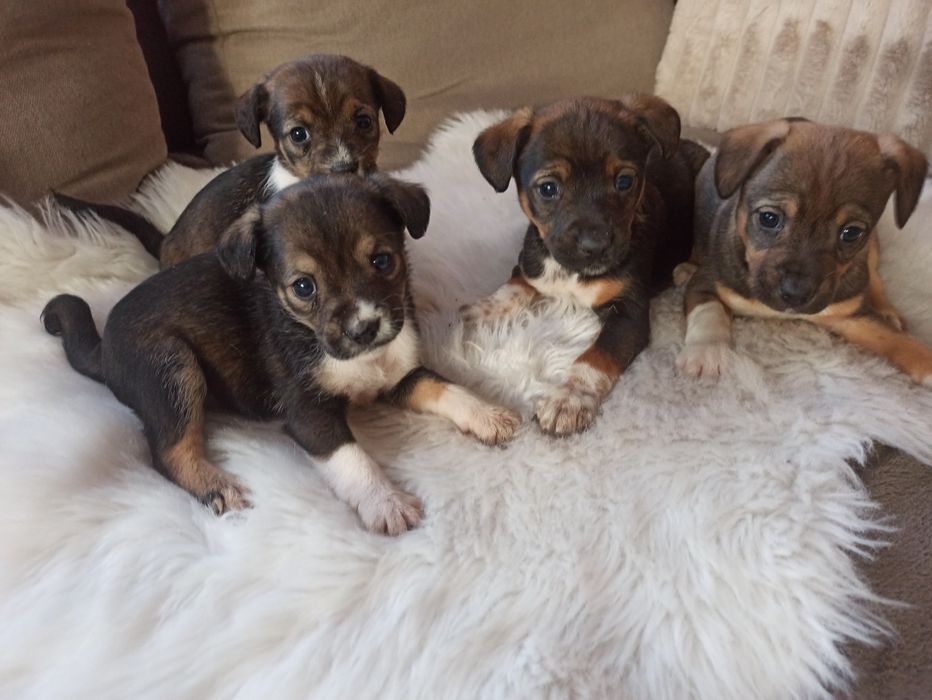 Szczenięta szczeniaki pieski oddam w dobre ręce