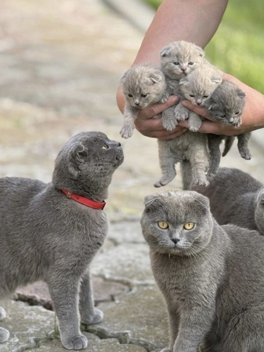 Котики британці.Весловухі.