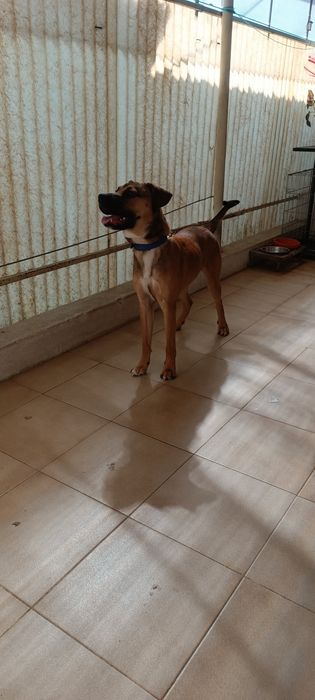 Cachorro para doar