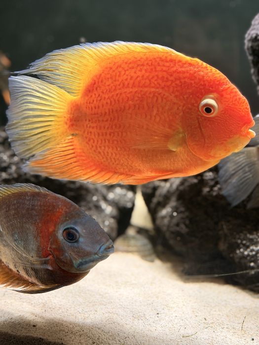 Pielęgnica Severum  red 12 szt