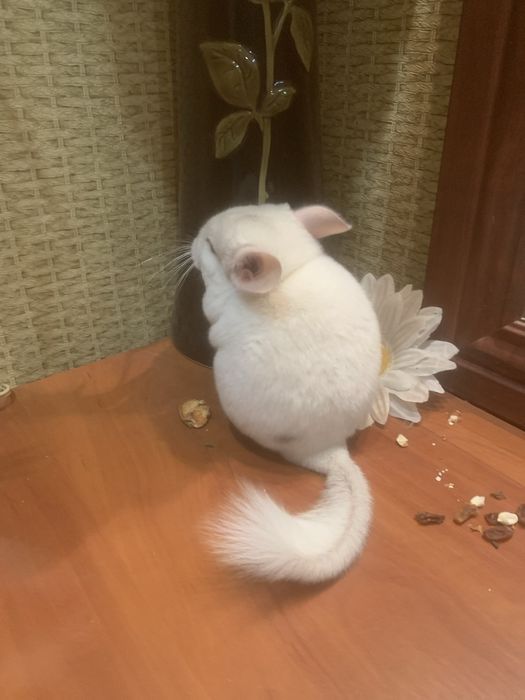 Пухнастий хвостикГризунчик