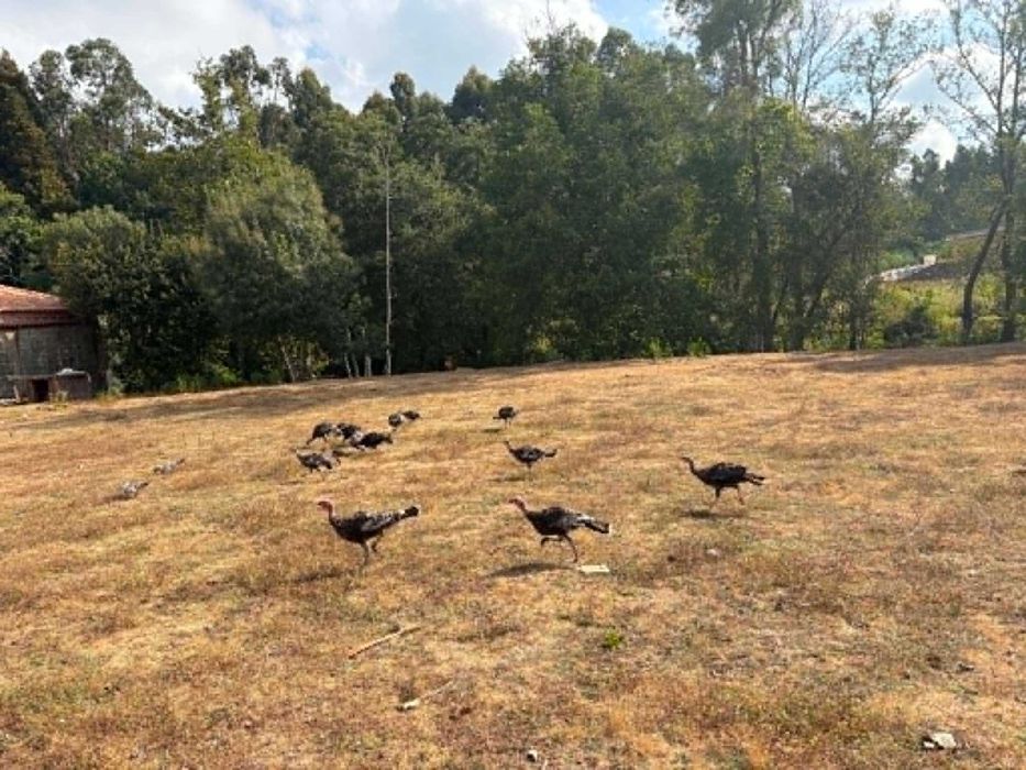 Perus Caseiros Adultos Criados a campo