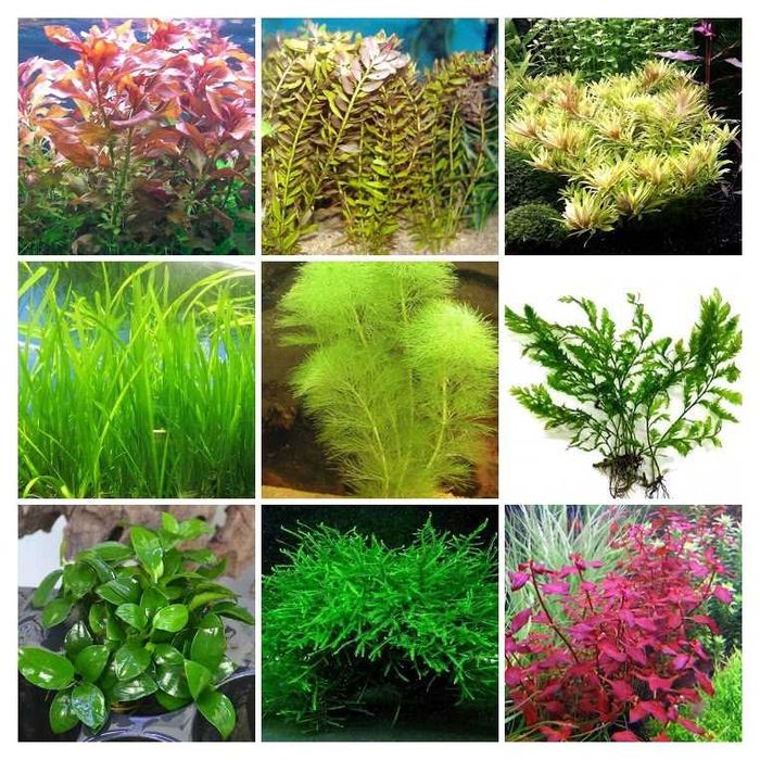 Набор Аква растений Кабомба, Людвигия, Бакопа, Щитолистник и др.