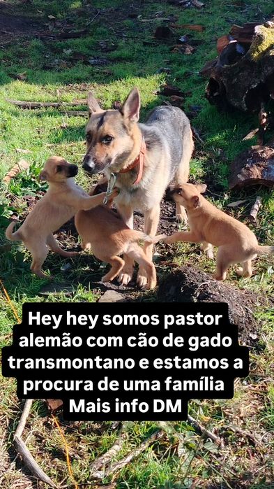 Cachorros pastor alemão cruzado cão de gado transmontano