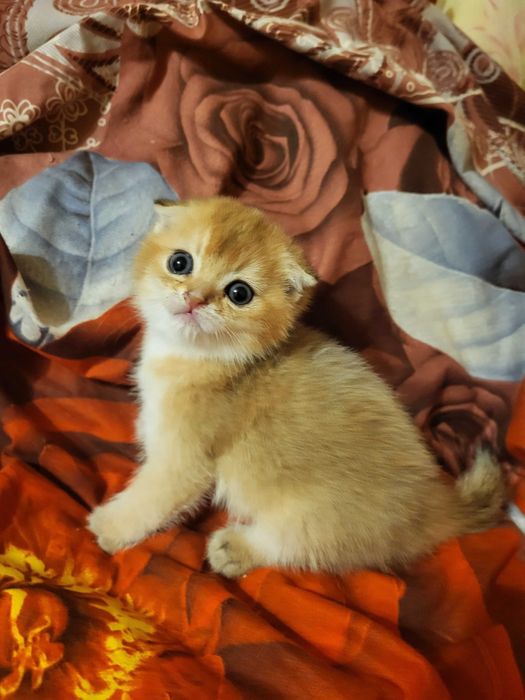 Чудовий хлопчик золота шиншилла.