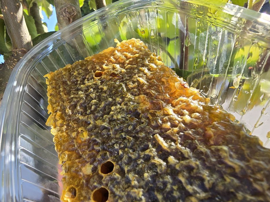 favo de mel  últimas  unidades eucalipto são multiflorados.  eucal