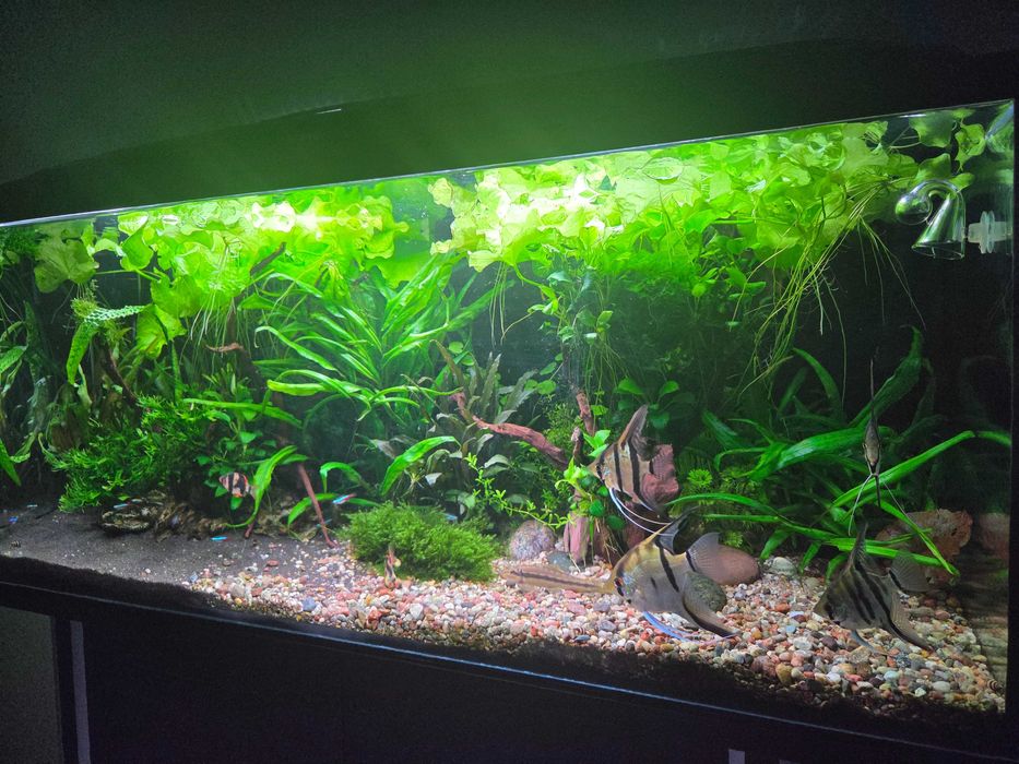 Lotos zielony Tajwan- sprzedam/ zamienię