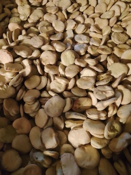 Bób rambos nasiona. Cena za kg