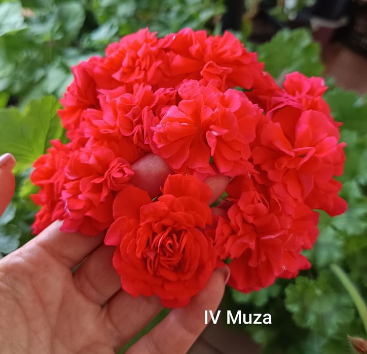 YUV Amaretti pelargonia