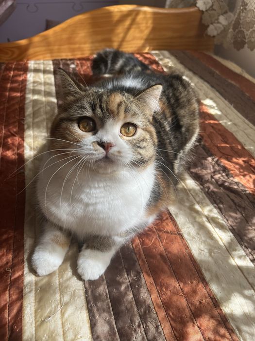 Scottish straight femea