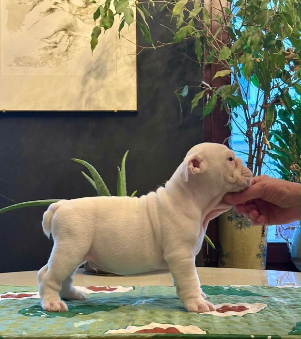 Buldog Angielski - piesek