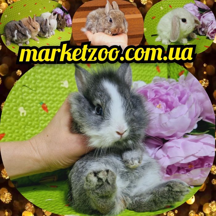 Мини мiнi mini lop карликовые кролики вислоухий баранчик