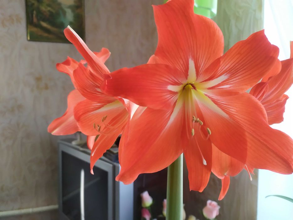 Амариліс в горщику