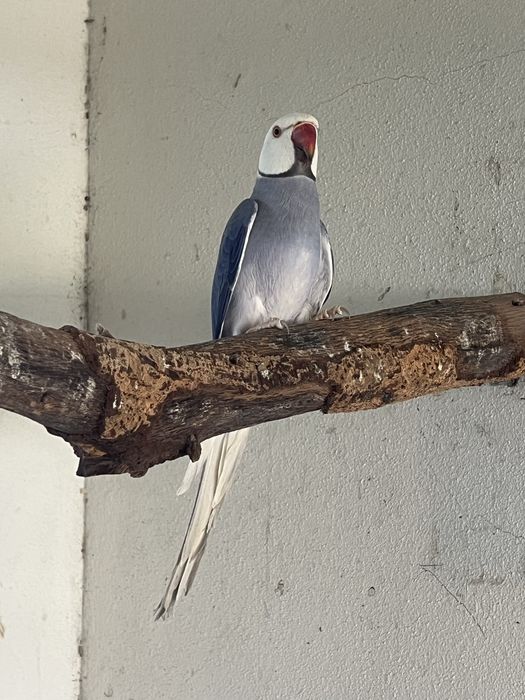 Lote Ring Necks - Troco / Vendo