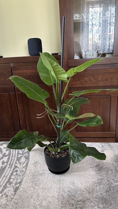 Philodendron Iperial Green