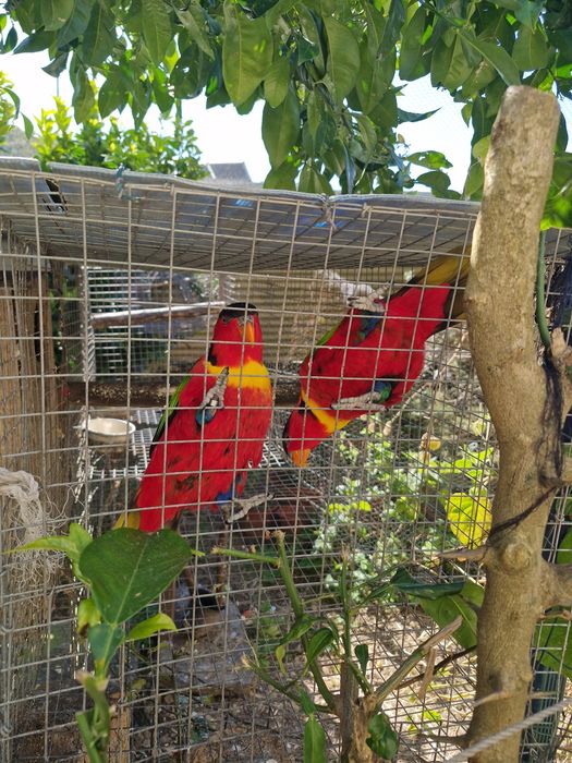 Cedem-se loris yellow bibed