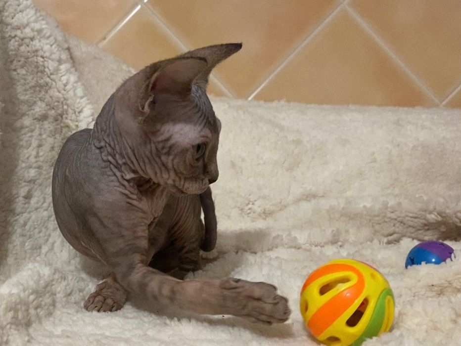 Sphynx macho azul tabby