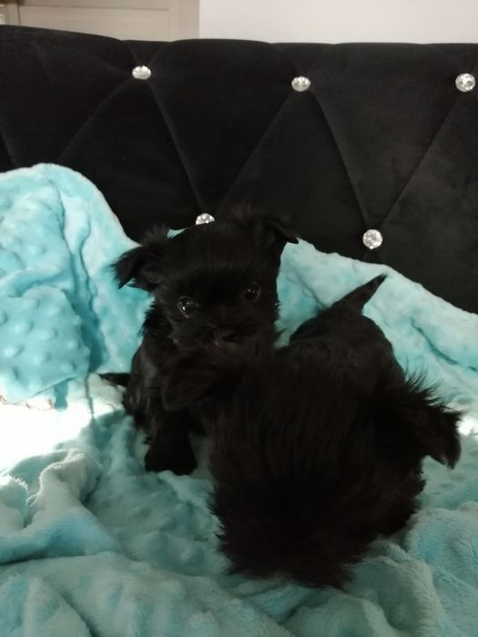 MORKIE Czarny Maltańczyk  rodowód