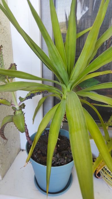 Юка, юкка не пересилаю, тільки  Калуш