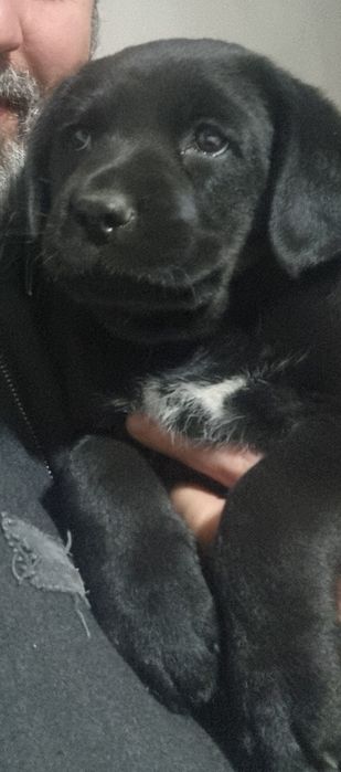 Dou caezinhos Labrador