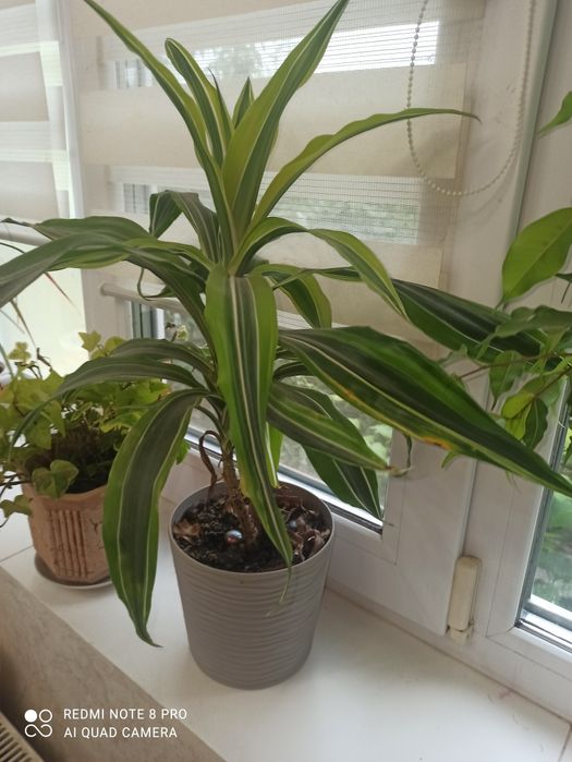 Драцена Лемон лайм