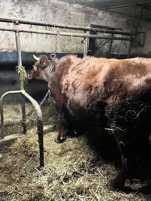 Jałówka wysokocielna mleczne