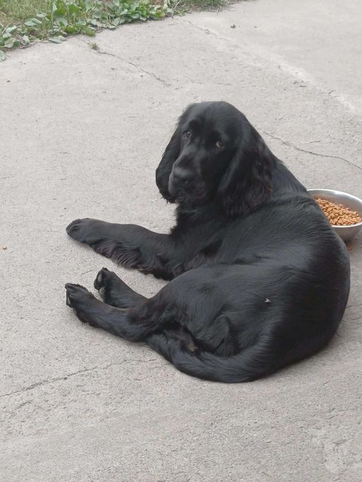 Oddam Cocker spaniela