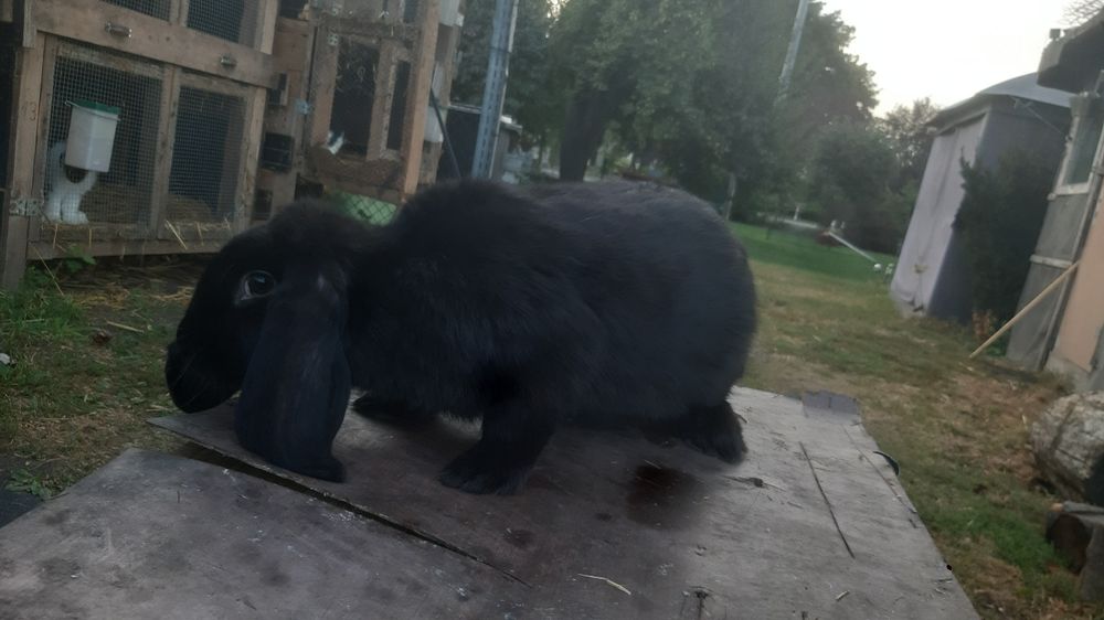 Baran francuski samica