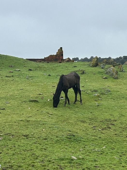 2 plodros cruzados lusitano 2400€