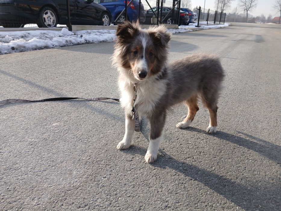 Owczarek szetlandzki piesek blue merle.