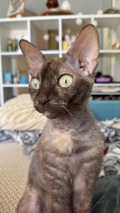 Девонрекс дівчинка шукає хлопця для вязки