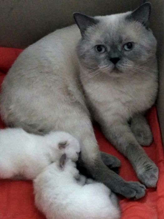 Кот для вислоухих