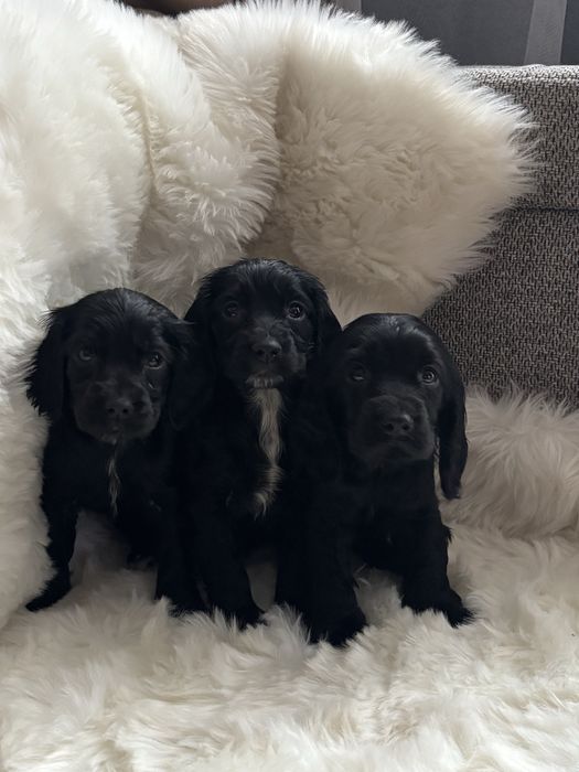 Cocker spaniel  (suczka)